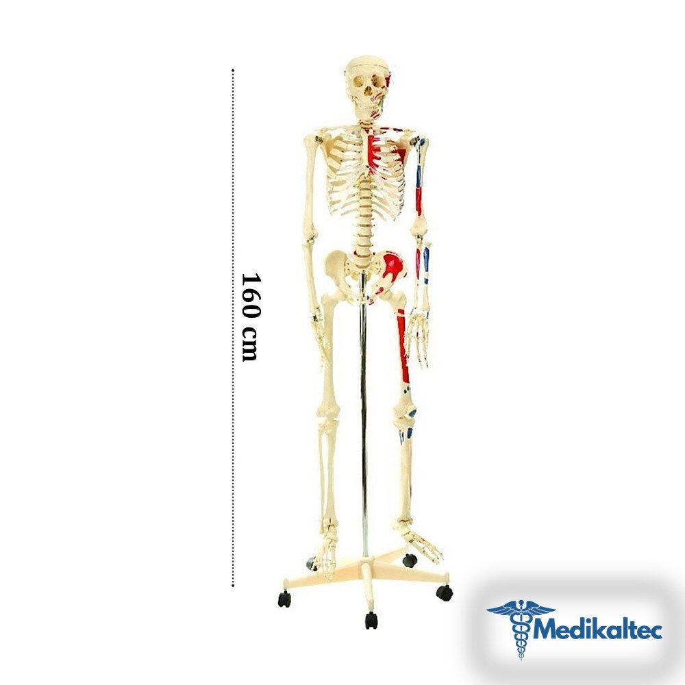 İskelet Modeli 160cm İnsan İskeleti Gerç - Medikaltec İskelet Modeli 160cm İnsan İskeleti Gerçek Boyut - Görsel 1