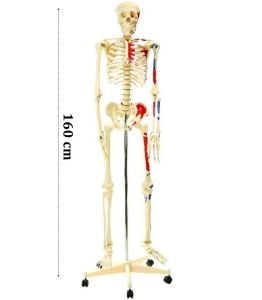 İskelet Modeli 160cm İnsan İskeleti Gerç - Medikaltec İskelet Modeli 160cm İnsan İskeleti Gerçek Boyut