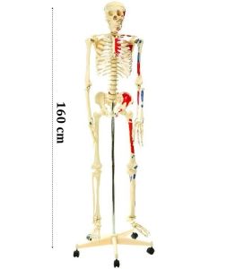 İskelet Modeli 160cm İnsan İskeleti Gerç - Medikaltec İskelet Modeli 160cm İnsan İskeleti Gerçek Boyut