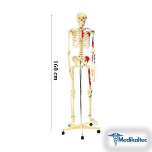 İskelet Modeli 160 CMÜrün Özellikleri: • - Medikaltec İskelet Modeli CM Medikaltec8702 - Görsel 1 (Ön görünüm)