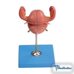 Uterus Maketi Anatomik UterusUterusun an - Medikaltec Uterus Maketi Medikaltec6418 - Görsel 1 (Ön görünüm)