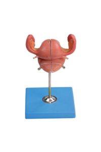 Uterus Maketi Anatomik UterusUterusun an - Medikaltec Uterus Maketi Medikaltec6418 - Görsel 1 (Ön görünüm)