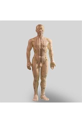 Medikaltec Akupunkturİnsan Modeli Tam Bo - Medikaltec Akupunkturİnsan Modeli Tam Boy CM