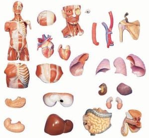 Medikaltec AKAS 17-1 Başı ile Birlikte Gövde Kasları Modeli