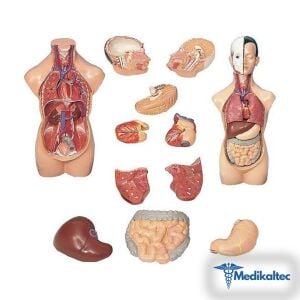 Medikaltec AKAS 20-6 Küçük İnsan Vücudu Modeli Medikaltec5211 - Görsel 1 (Ön görünüm)