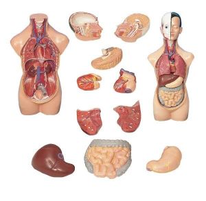 Medikaltec AKAS 20-6 Küçük İnsan Vücudu Modeli Medikaltec5211 - Görsel 1 (Ön görünüm)