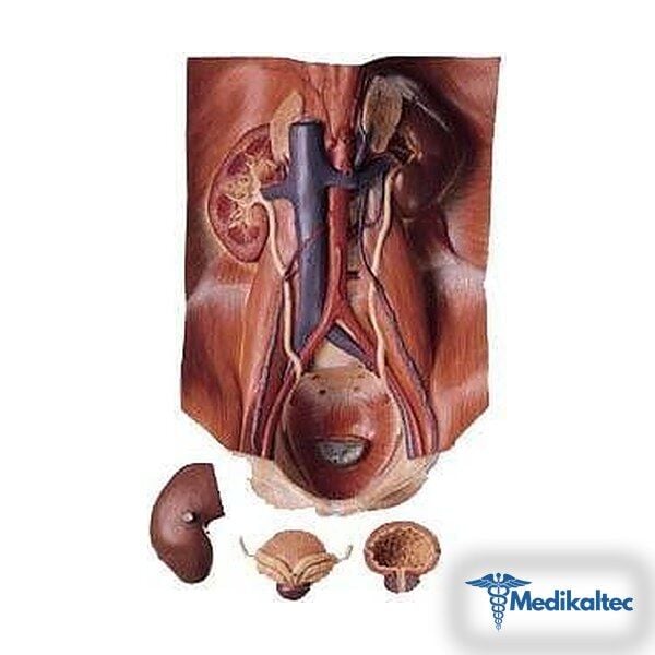 Medikaltec LKLS 3 Üriner Organ Modeli Medikaltec5212 - Görsel 1 (Ön görünüm)