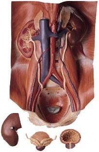 Medikaltec LKLS 3 Üriner Organ Modeli Medikaltec5212 - Görsel 1 (Ön görünüm)