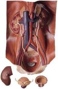 Medikaltec LKLS 3 Üriner Organ Modeli Medikaltec5212 - Görsel 1 (Ön görünüm)