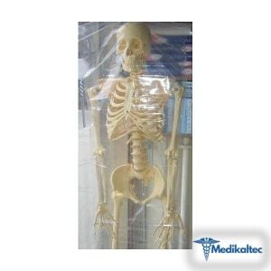 Medikaltec İnsan İskeleti İskelet Maketi Medikaltec5215 - Görsel 1 (Ön görünüm)