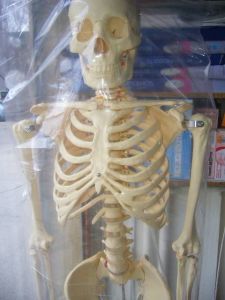 Medikaltec İnsan İskeleti İskelet Maketi Medikaltec5215 - Görsel 2 (Ön görünüm)