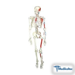 Medikaltec İskelet Maketi İnsan İskelet Medikaltec5216 - Görsel 1 (Ön görünüm)