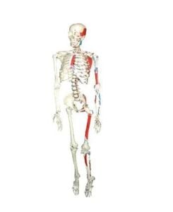 Medikaltec İskelet Maketi İnsan İskelet
