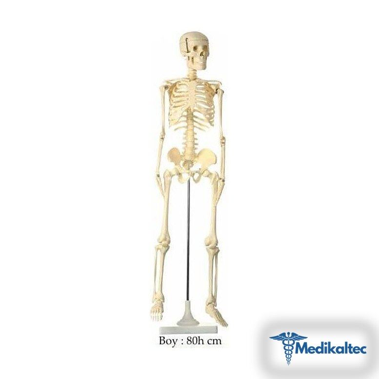 Medikaltec İskelet Maketi Küçük Boy Medikaltec5217 - Görsel 1 (Ön görünüm)