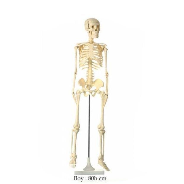 Medikaltec İskelet Maketi Küçük Boy Medikaltec5217 - Görsel 1 (Ön görünüm)