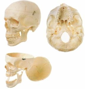 Medikaltec QKQS 7 Kafatası Maketi