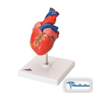 KALP MAKETİ Bu model sayesinde kalp anat - Medikaltec Kalp Maketi Medikaltec7848 - Görsel 1 (Ön görünüm)