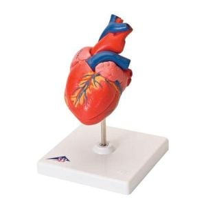 KALP MAKETİ Bu model sayesinde kalp anat - Medikaltec Kalp Maketi Medikaltec7848 - Görsel 1 (Ön görünüm)
