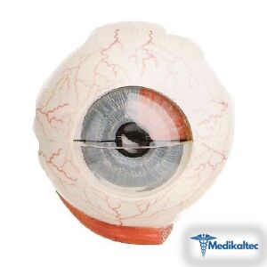 Medikaltec KPC 05 Göz Küre Modeli Medikaltec5341 - Görsel 1 (Ön görünüm)
