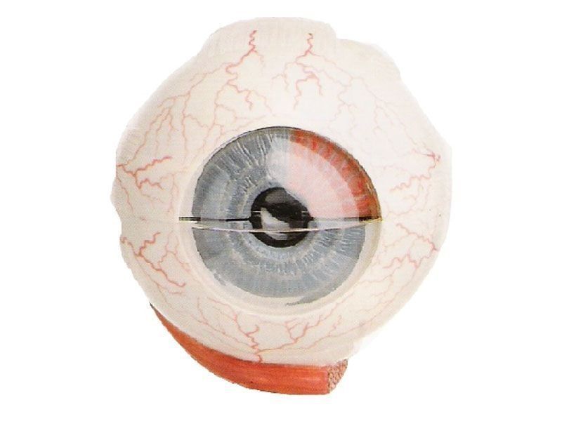 Medikaltec KPC 05 Göz Küre Modeli Medikaltec5341 - Görsel 1 (Ön görünüm)