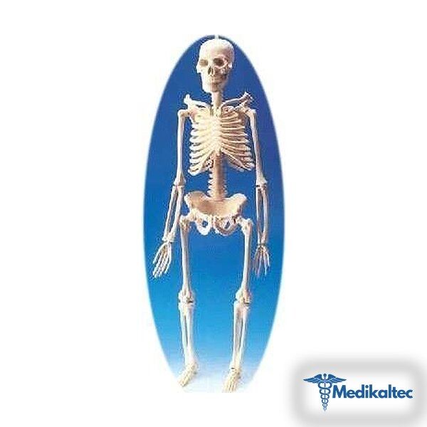 Küçük Boy İskelet MaketiDoğal boyutlarda - Medikaltec Küçük Boy İskelet Maketi Medikaltec6734 - Görsel 1 (Ön görünüm)