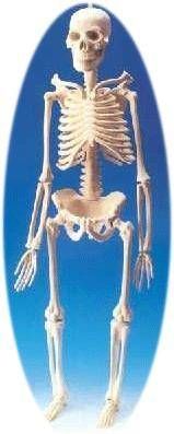 Küçük Boy İskelet MaketiDoğal boyutlarda - Medikaltec Küçük Boy İskelet Maketi