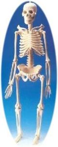 Küçük Boy İskelet MaketiDoğal boyutlarda - Medikaltec Küçük Boy İskelet Maketi
