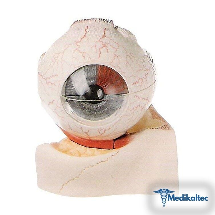 Medikaltec KPC 04 Göz Küre Modeli Medikaltec5342 - Görsel 1 (Ön görünüm)