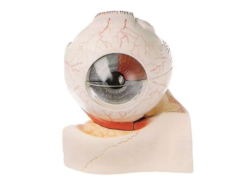 Medikaltec KPC 04 Göz Küre Modeli Medikaltec5342 - Görsel 1 (Ön görünüm)