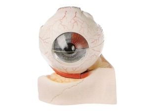 Medikaltec KPC 04 Göz Küre Modeli Medikaltec5342 - Görsel 1 (Ön görünüm)