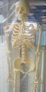 İskelet MaketiDoğal boyutlarda olup vücu - Medikaltec İskelet Maketi