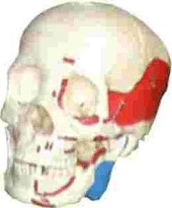 Renkli Kafatası Maketi Ürün Özellikleri  - Medikaltec Renkli Kafatası Maketi