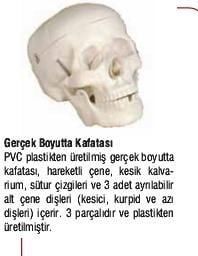 Medikaltec Kuru Kafa Maketi Medikaltec5416 - Görsel 1 (Ön görünüm)