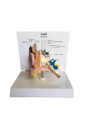 Medikaltec Kulak Maketi Model 49 – Dayan - Medikaltec Kulak Maketi Model