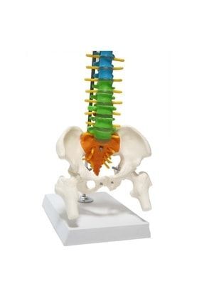 Medikaltec Omurga Maketi 45 CmModel 14 – - Medikaltec Omurga Maketi CmModel