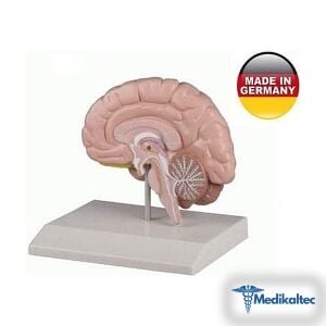 Beyin Modeli - Sağ Beyin Beyin sağ bölüm - Medikaltec Beyin Modeli - Sağ Beyin Medikaltec7172 - Görsel 1 (Ön görünüm)