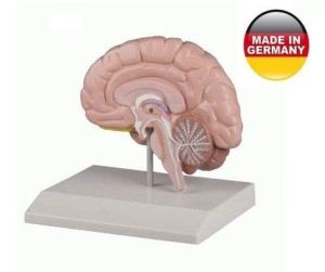 Beyin Modeli - Sağ Beyin Beyin sağ bölüm - Medikaltec Beyin Modeli - Sağ Beyin Medikaltec7172 - Görsel 1 (Ön görünüm)