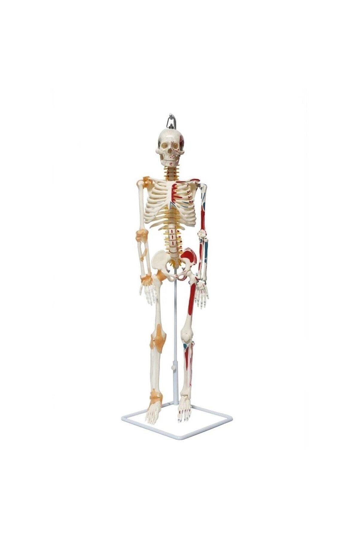 Medikaltec Iskelet Maketi 85 Cm Medikaltec2951 - Görsel 1 (Ön görünüm)