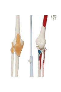 Medikaltec Iskelet Maketi 85 Cm