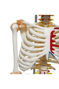 Medikaltec Iskelet Maketi 85 Cm