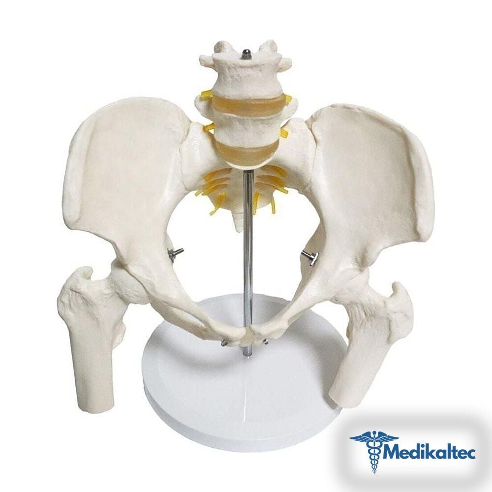 Medikaltec Omurga Pelvis Maketi Medikaltec2973 - Görsel 1 (Ön görünüm)