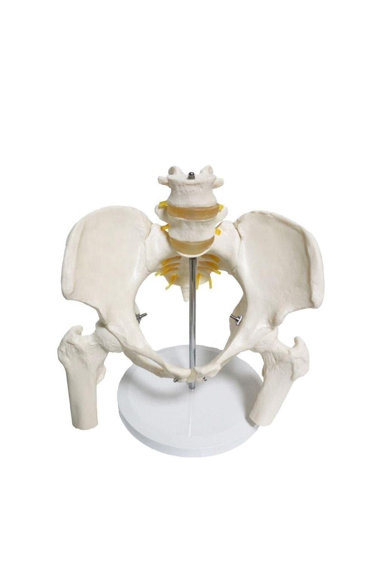 Medikaltec Omurga Pelvis Maketi Medikaltec2973 - Görsel 1 (Ön görünüm)