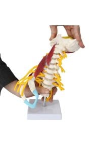 Medikaltec Omurga Boyun Kas Maketi Model 22