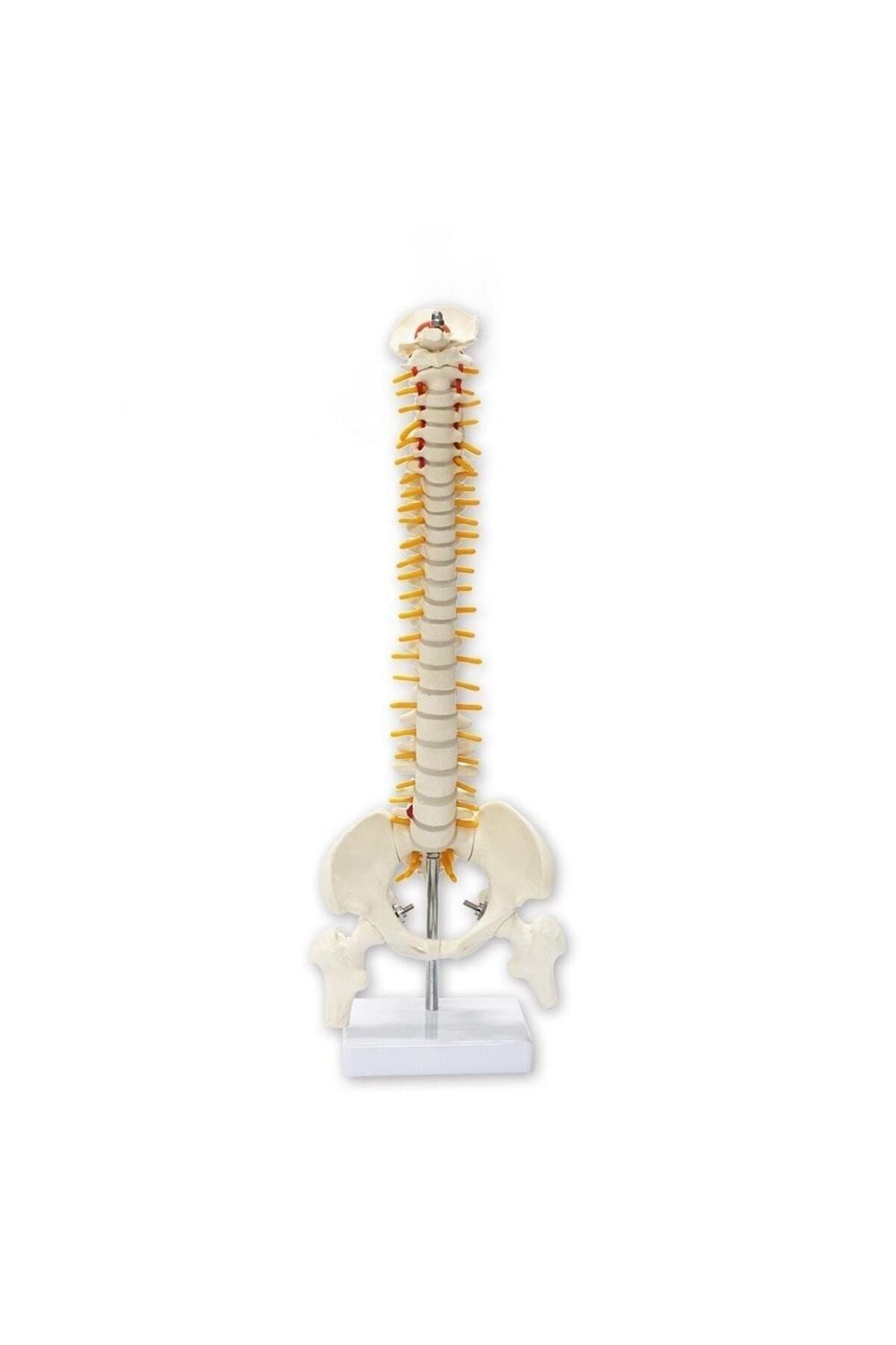 Medikaltec Omurga Maketi 45 Cm Model 13 Medikaltec2979 - Görsel 1 (Ön görünüm)