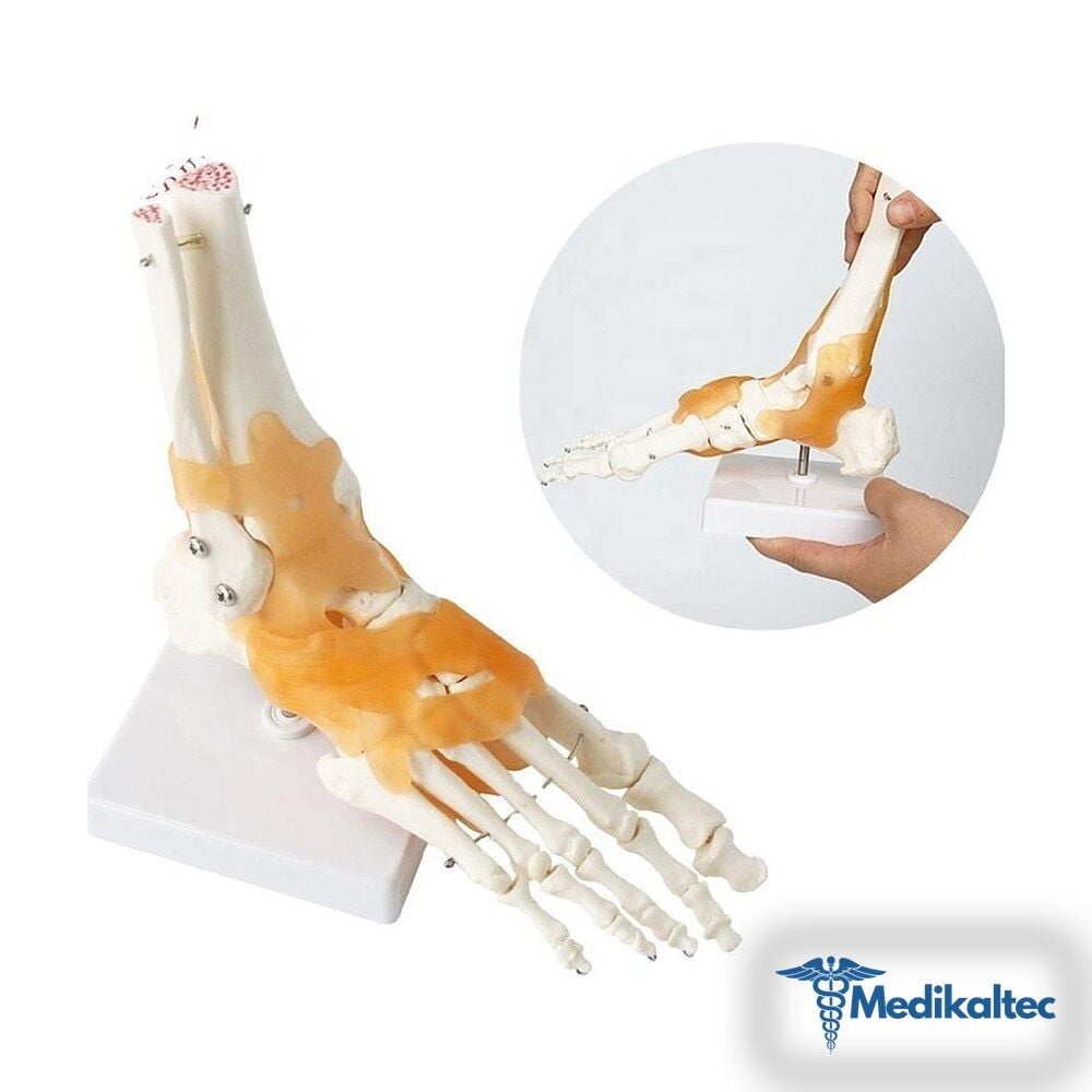 Medikaltec Omurga Ayak Maketi Model 29 Medikaltec2980 - Görsel 1 (Ön görünüm)