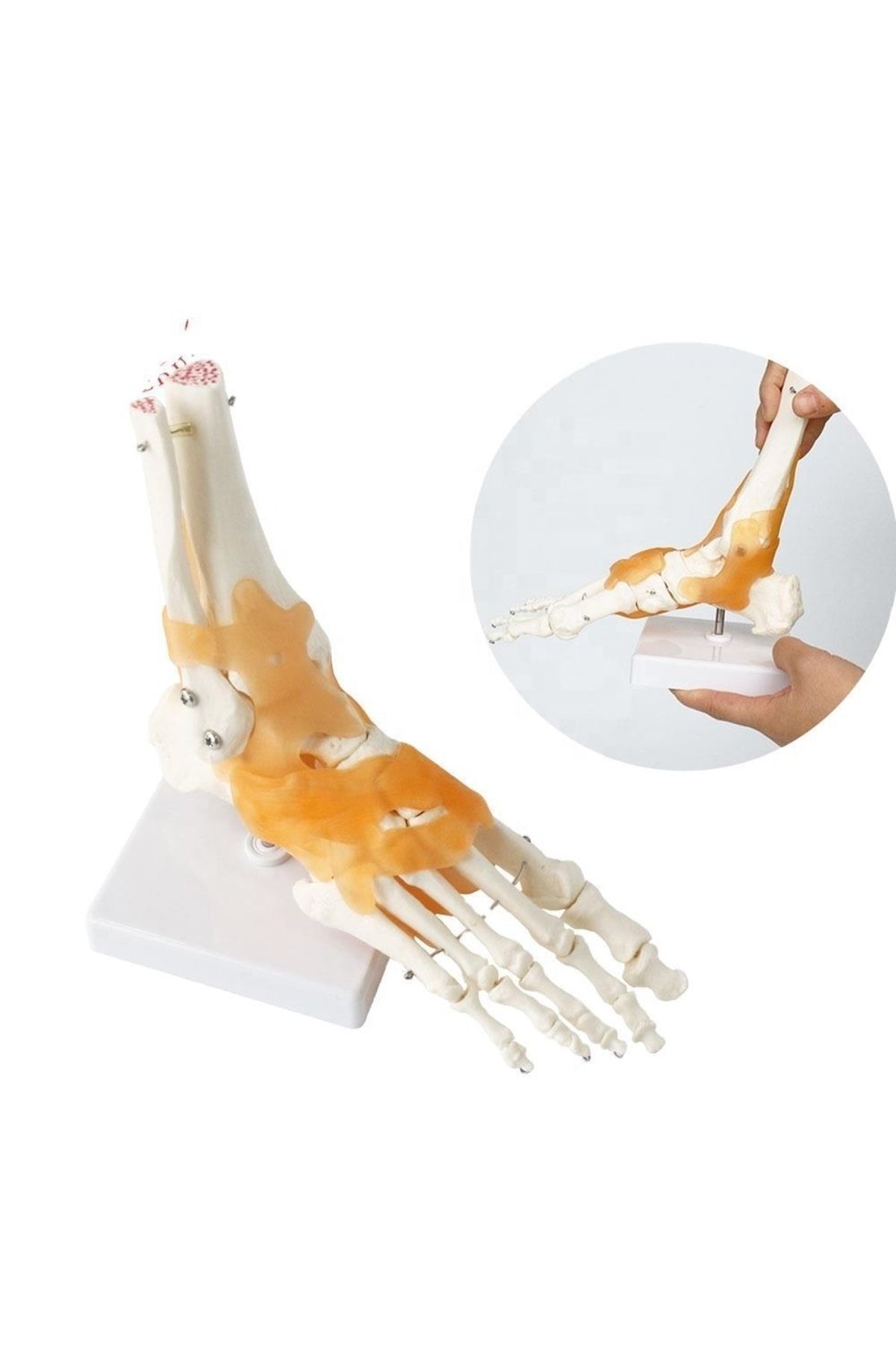 Medikaltec Omurga Ayak Maketi Model 29 Medikaltec2980 - Görsel 1 (Ön görünüm)