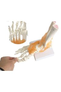 Medikaltec Omurga Ayak Maketi Model 29