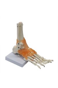 Medikaltec Omurga Ayak Maketi Model 29