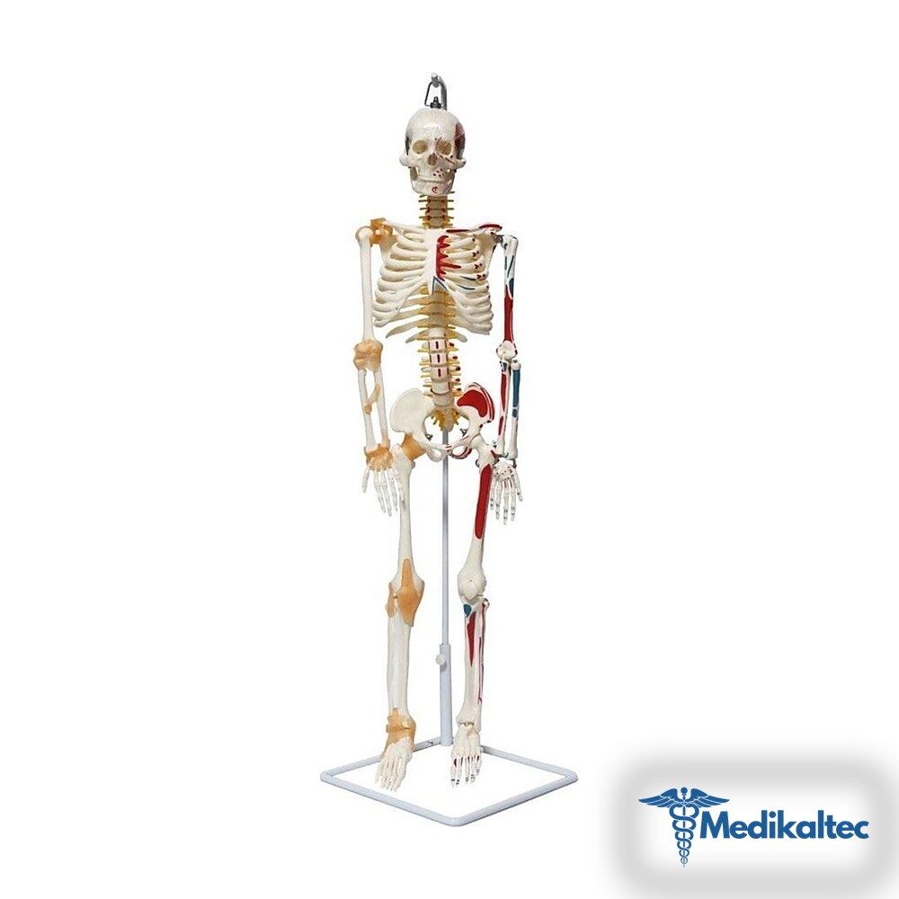 Medikaltec Tam Iskelet Maketi 85 Cm Model 9 Medikaltec2981 - Görsel 1 (Ön görünüm)