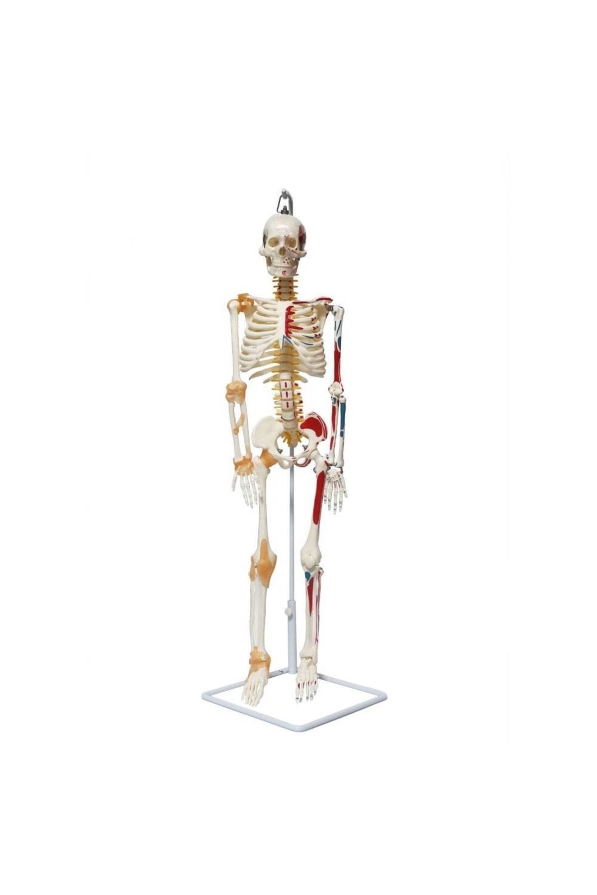 Medikaltec Tam Iskelet Maketi 85 Cm Model 9 Medikaltec2981 - Görsel 1 (Ön görünüm)